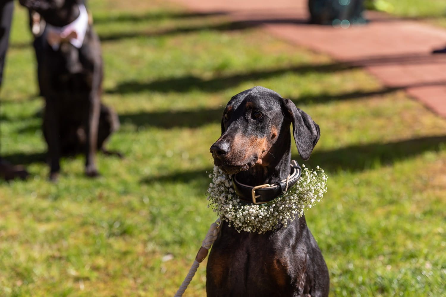 Atlanta Wedding Photographer FAQ - flower dog